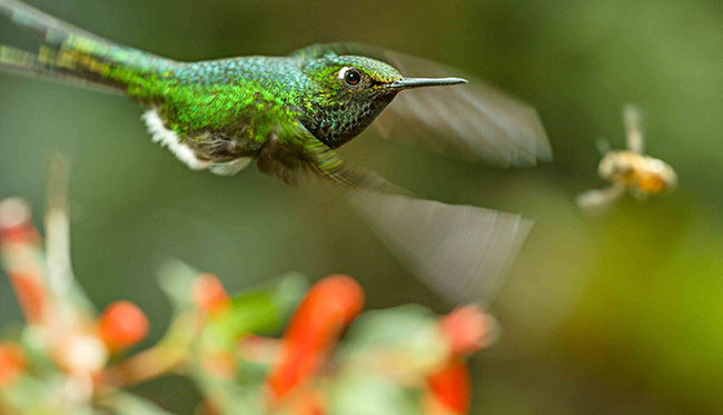 Colibrì con coda a racchetta