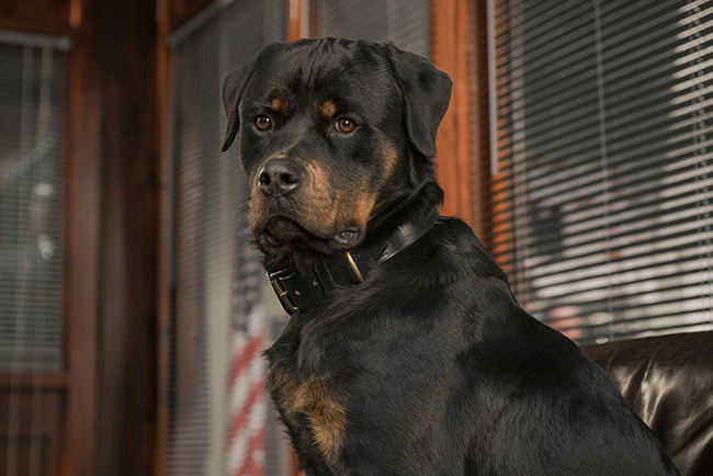 Cane Rottweiler